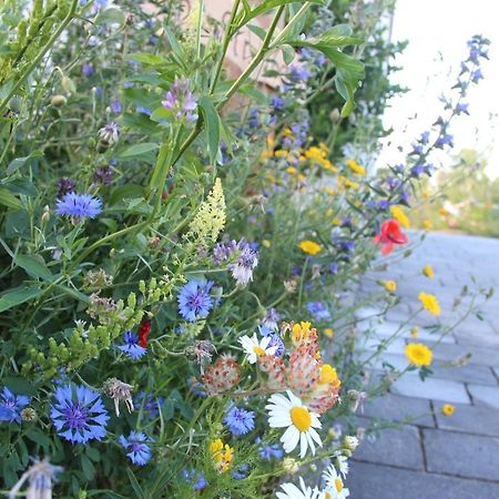 Ferienwohnungen "Blumenwiese" Dillingen an der Donau Dış mekan fotoğraf